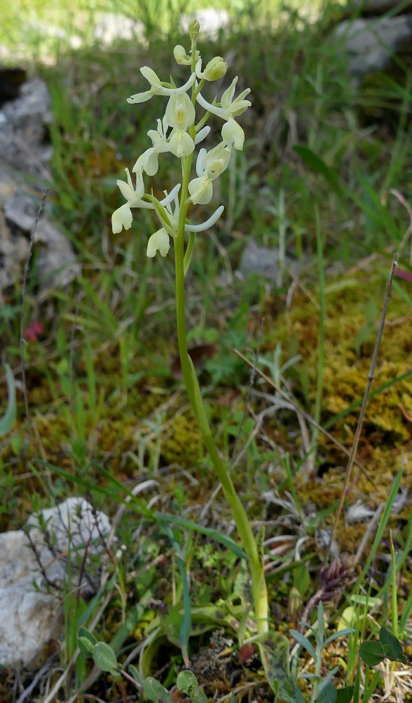O.pauciflora, O.provincialis, O.quadripunctata, O.xcolemanii, 4 belle Orchis.